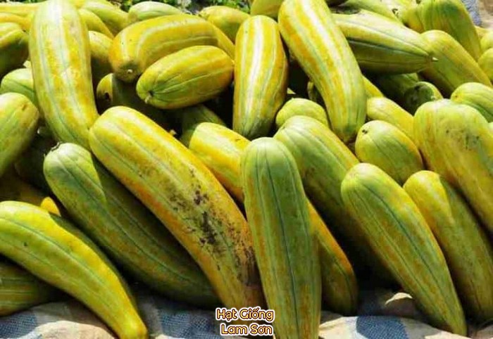 cách Trồng dưa gang