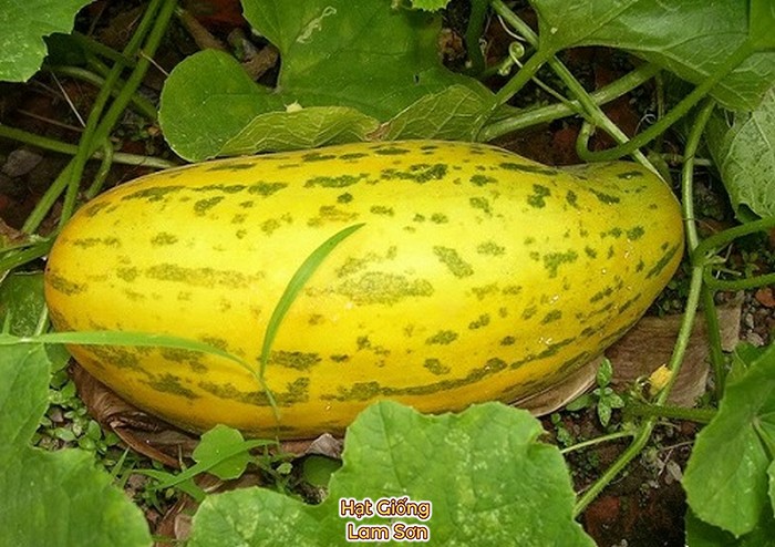 trồng dưa gang tại nhà