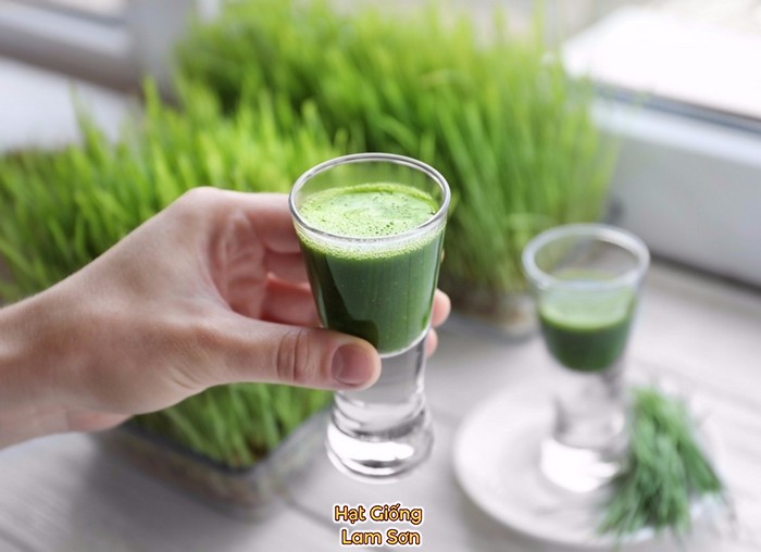 Nước ép cỏ lúa mì