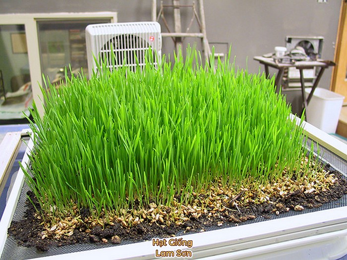 ép nước cỏ lúa mì