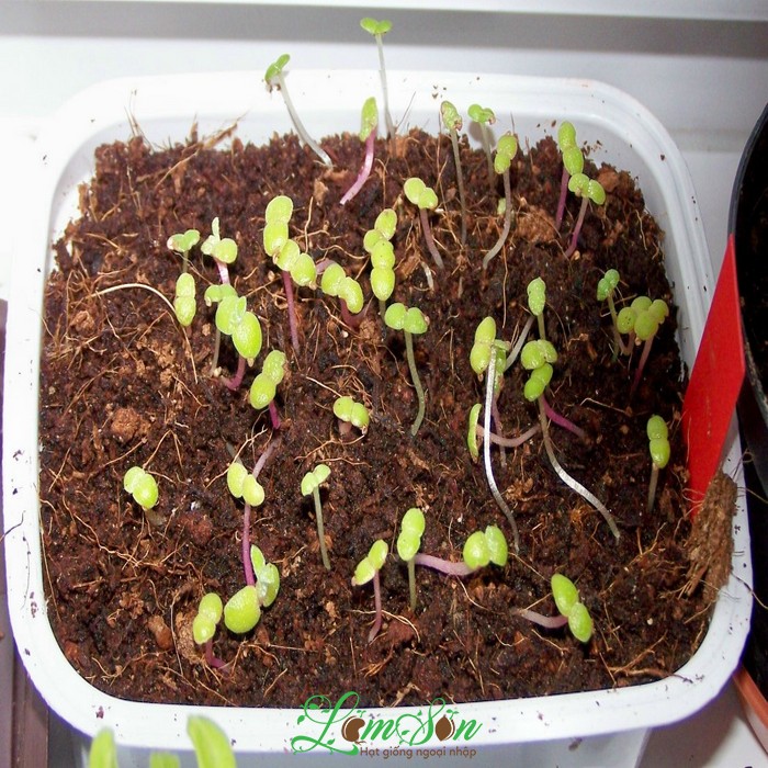 Hạt giống mười giờ nam phi nảy mầm