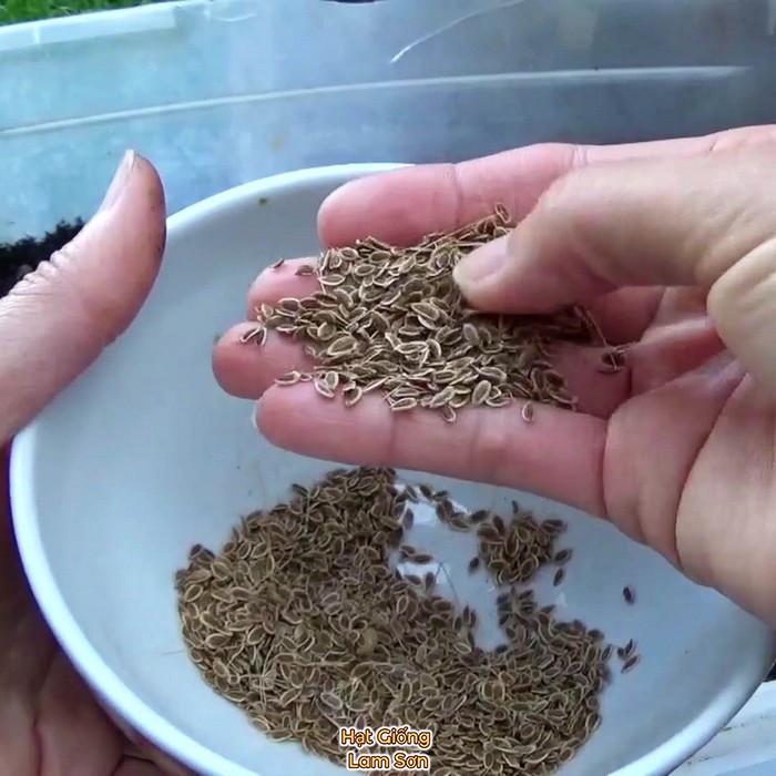 bán hạt giống rau thì là