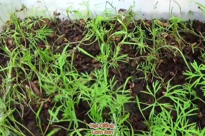 hạt giống rau thì là nảy mầm