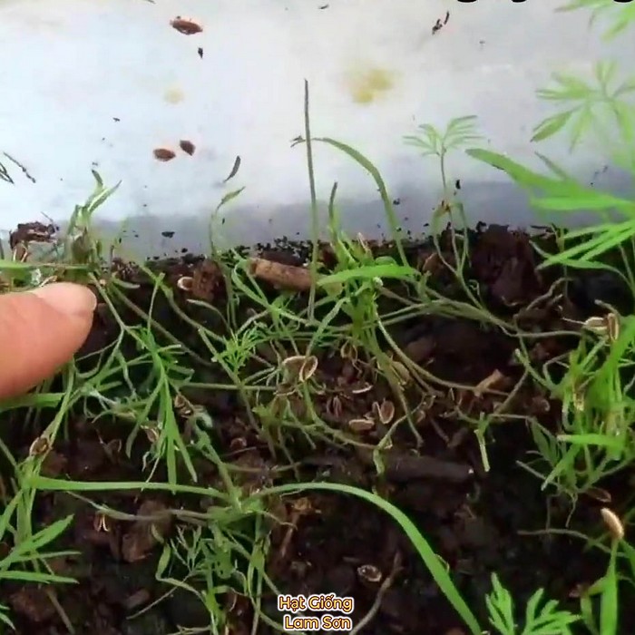 ươm hạt giống rau thì là