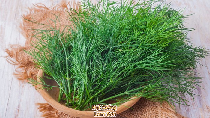 đặc điểm rau thì là
