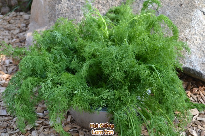 cây giống rau thì là