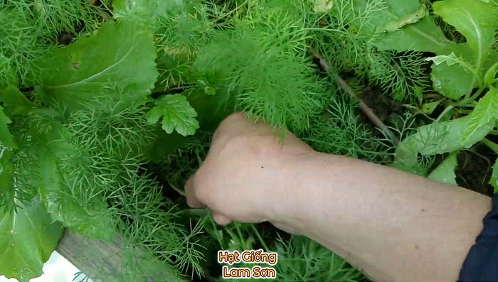 thu hoạch thì là