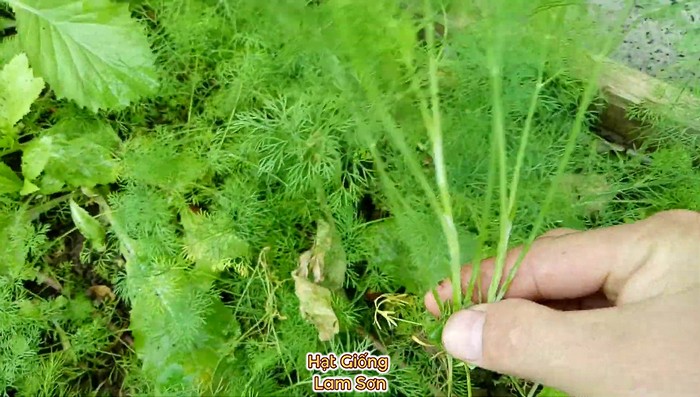 thu hoạch rau thì là