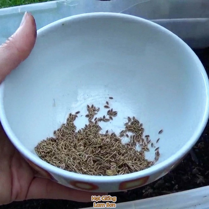 mua hạt giống rau thì là