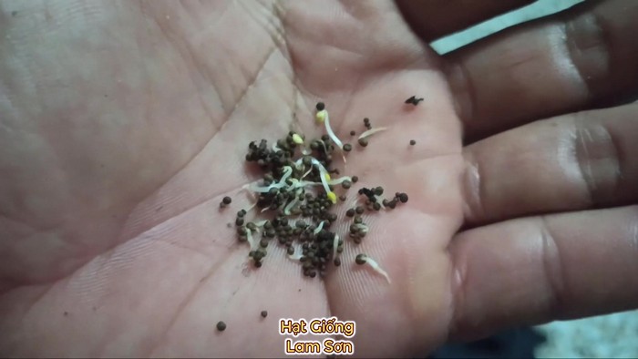hạt giống tía tô