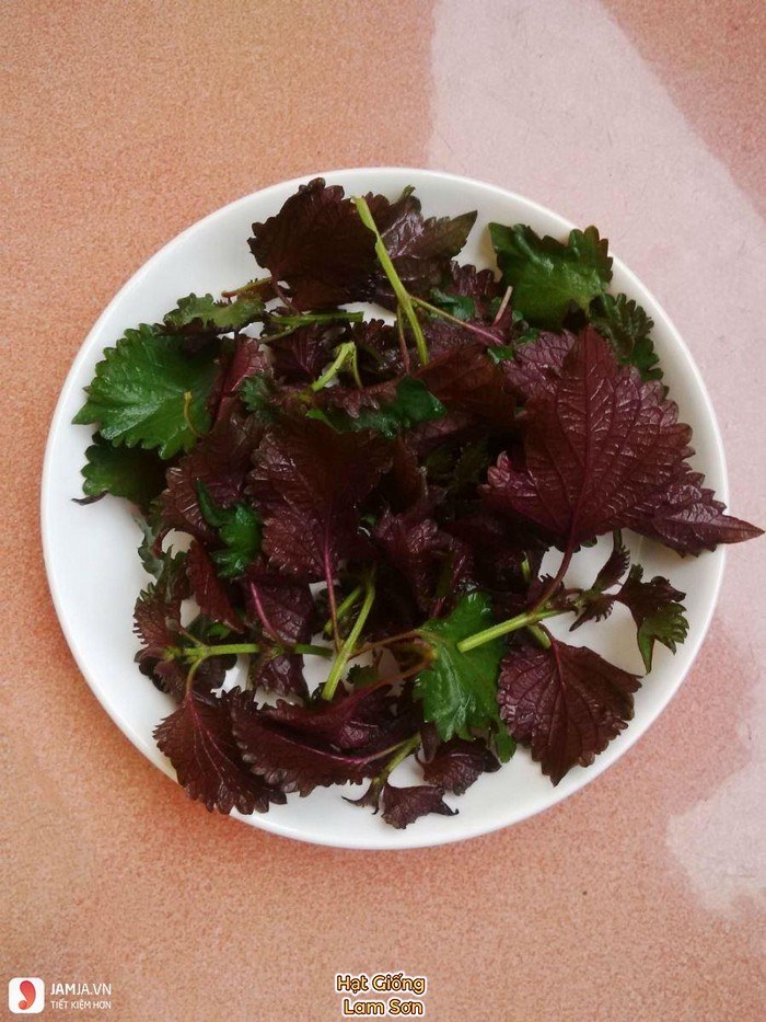tía tô là một vị thuốc