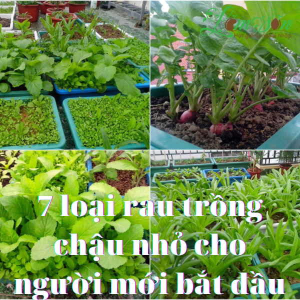 7 loại rau trồng trong chậu nhỏ dễ chăm sóc cho người mới bắt đầu