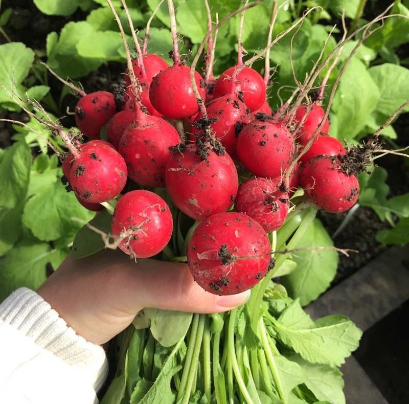 Lợi Ích Bất Ngờ Từ Củ Cải Cherry Đỏ