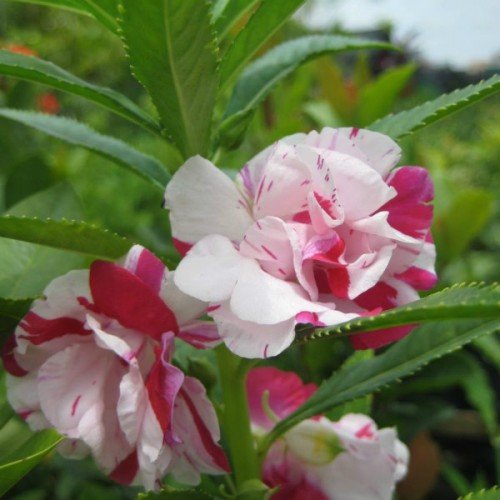 Một Số Bài Thuốc Chữa Bệnh Từ Hoa Móng Tay