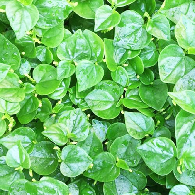 Những Lợi Ích Tuyệt Vời Từ Rau Càng Cua