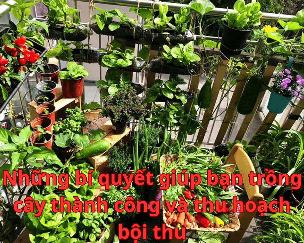 Những bí quyết giúp bạn trồng cây thành công và thu hoạch bội thu