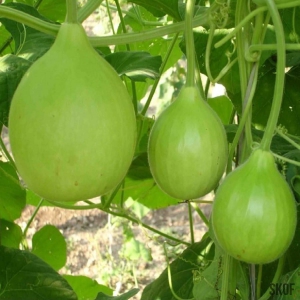 Hạt Giống Bầu Tròn - 5 Hạt