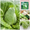 Hạt Giống Bắp Cải Trái Tim Ngon Ngọt - 100 Hạt