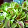Hạt Giống Cây Bắt Mồi Bẫy Kẹp - Tặng viên nén nảy mầm