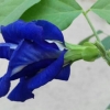 HẠT GIỐNG ĐẬU BIẾC Kép
