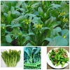 Combo 5 Gói Hạt Giống Cải Ngồng Siêu Bông 100 Gram