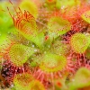 HẠT GIỐNG BẮT MỒI DROSERA INTER - Tặng viên nén nảy mầm