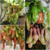 Hạt Giống Nắp Ấm 