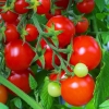 Hạt Giống Cà Chua Cherry Đỏ F1 Gói Lớn