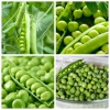 Hạt Giống Đậu Hà Lan Bụi Lùn - 10 Gram