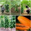 Hạt Giống Đu Đủ Siêu Lùn - F1 ThaiLan - Tặng Viên Nén Nảy Mầm