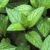 Hạt Giống Bạc Hà Âu Pepermint - 100 Hạt