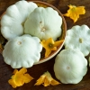 Hạt Giống Bí Đĩa Bay Trắng F1