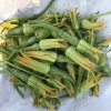 Hạt Giống Bí Nụ - 10 Hạt