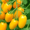 Hạt Giống Cà Chua Cherry Vàng F1 Gói Lớn