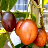 Combo 5 Gói Hạt Giống Cà Chua Thân Gỗ TAMARILLO F1 - 100 Hạt