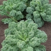 Hạt Giống Cải Xoăn Kale | Dễ Trồng