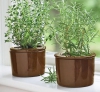 Hạt Giống Cỏ Xạ Hương - 100 Hạt