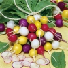 Combo 5 Gói Hạt Giống Củ Cải Cherry Đủ Màu Sắc