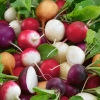 Hạt Giống Củ Cải Cherry Mix Màu F1