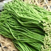 Hạt Giống Đậu Đũa- 10gr