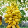 Hạt Giống Đu Đủ Vỏ Vàng