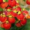 Hạt Giống Hoa Huyền Sâm