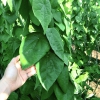 Hạt Giống Sương Sâm Lông Rừng - 30 Hạt