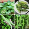 Hạt Giống Lặc Lày Xanh - Mướp Nhật