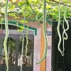 Hạt Giống Mướp Rắn - 5 Hạt