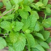Hạt Giống Rau Bạc Hà mint- 100 Hạt