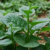 Hạt Giống Rau Mồng Tơi