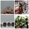 5 Viên Nén Kích Thích Nảy Mầm