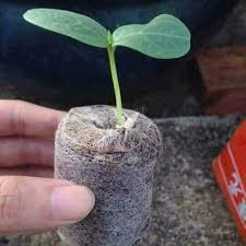 CÁCH ƯƠM HẠT GIỐNG BĂNG VIÊN NÉN XƠ DỪA SINH HỌC