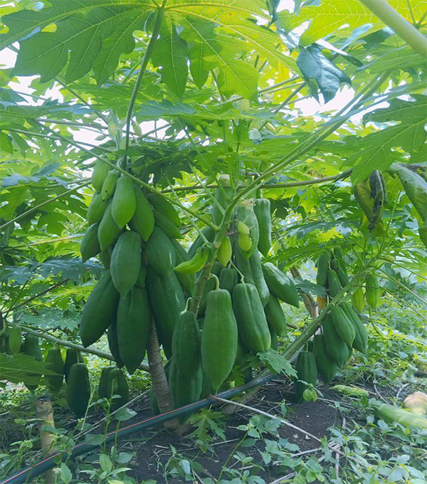 Đu Đủ Siêu Lùn Nguồn Dinh Dưỡng Quý Gía 